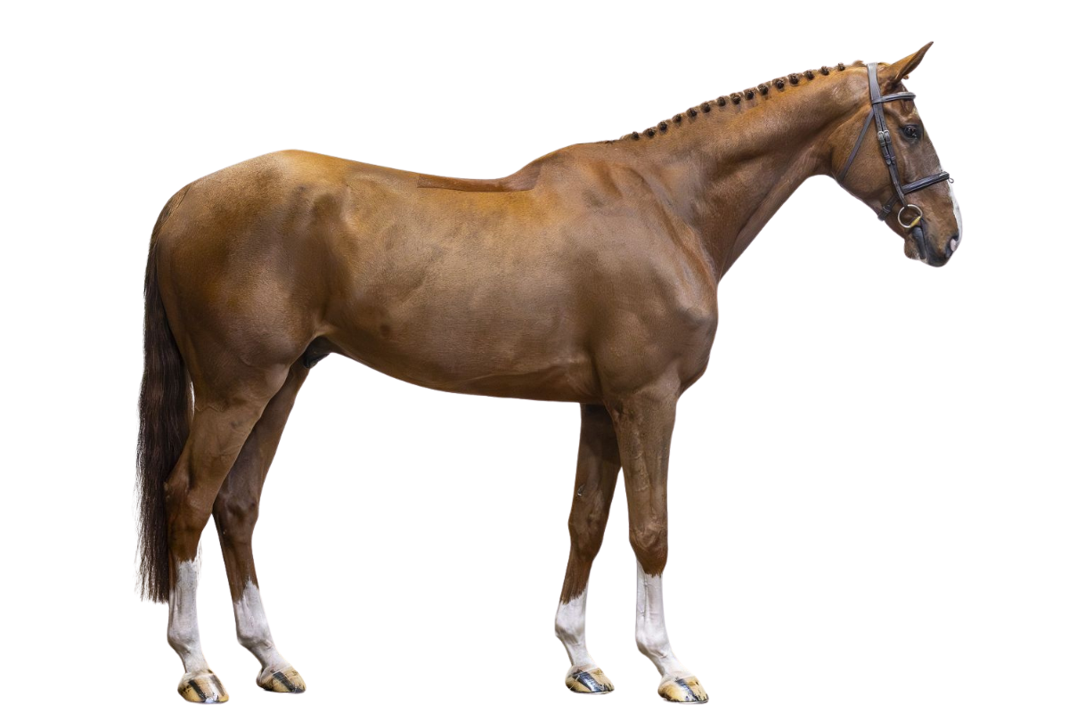 OLYMPIC STAR — Showjumping · Gelding · 7y
