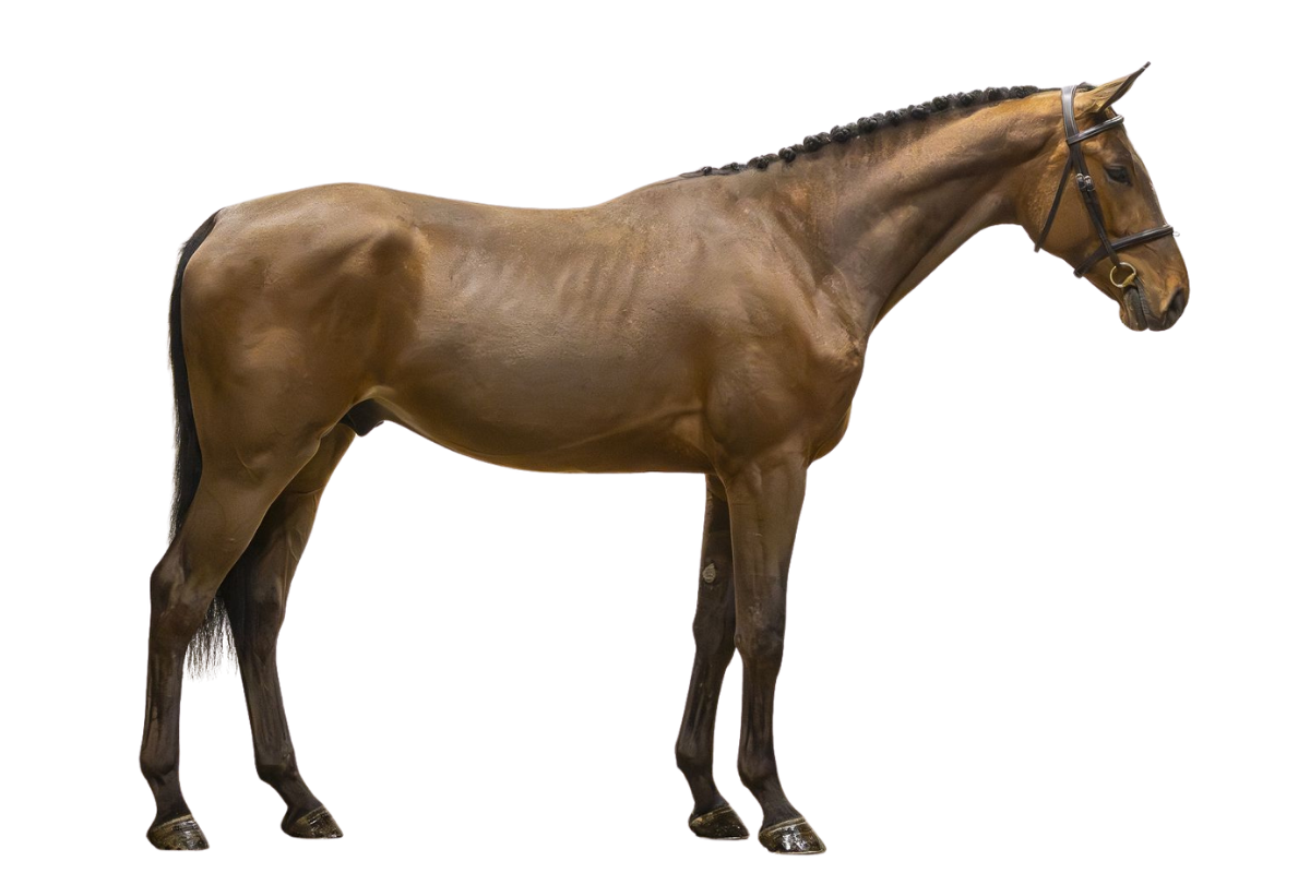 POLLUX DU CAILLOU — Showjumping · Stallion · 3y