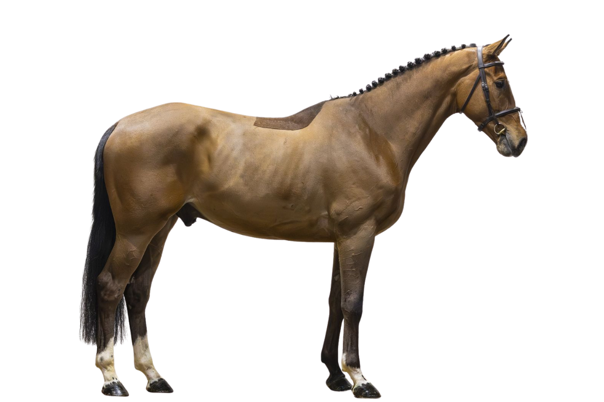 SELYNO PAULOWNA — Showjumping · Gelding · 4y