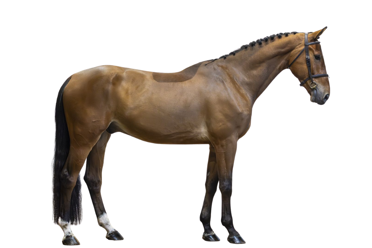 VANTHAGO VAN 'T HUKA — Showjumping · Gelding · 5y