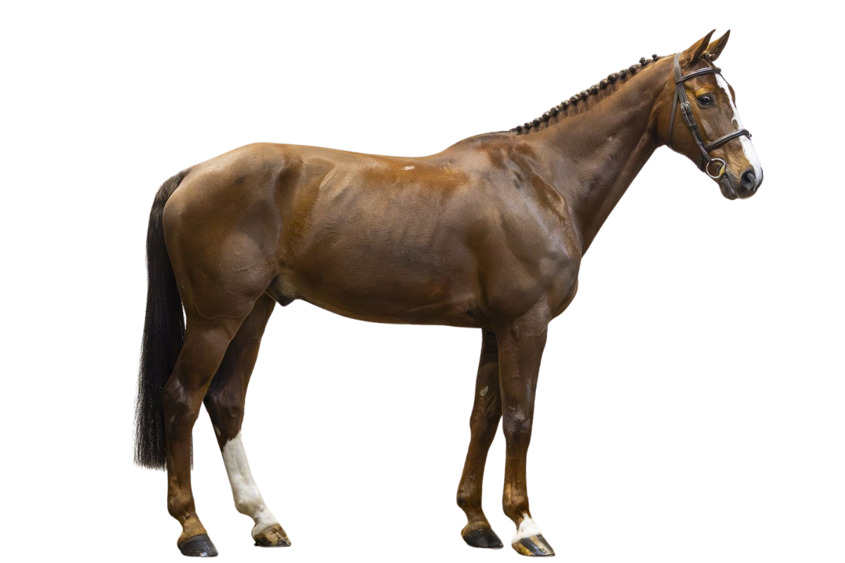 IDAHO — Showjumping · Gelding · 13y