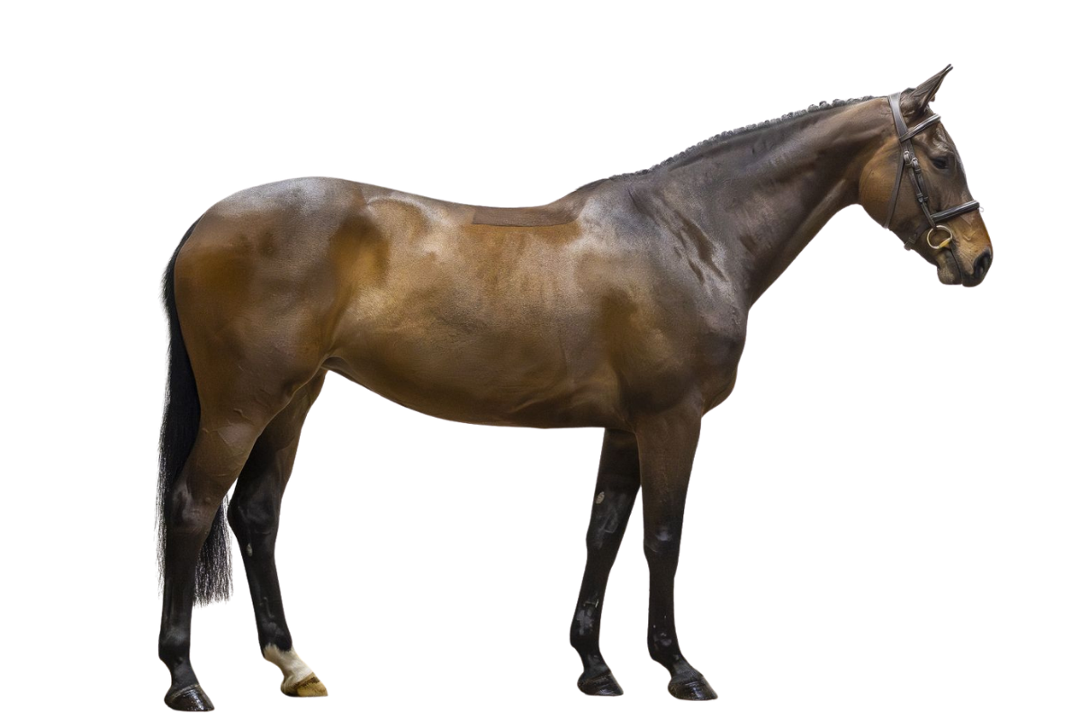 SHANGRI-LA Z — Showjumping · Mare · 5y