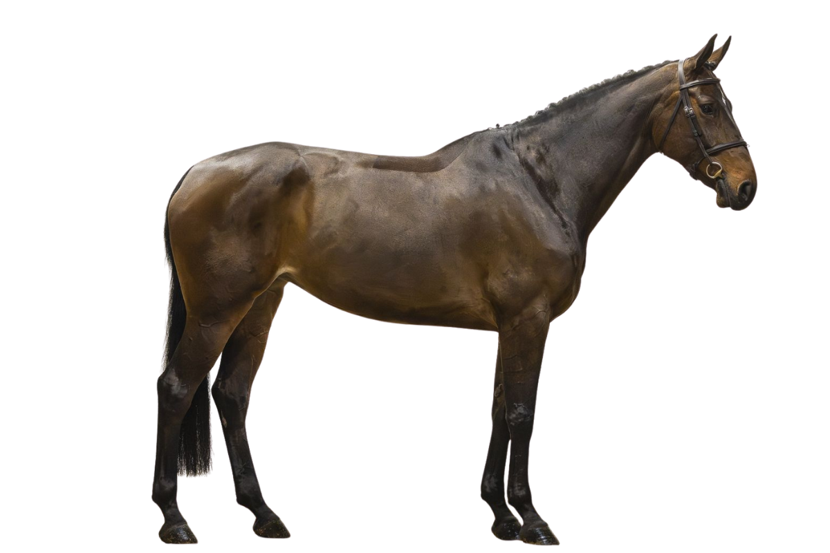 THINK TWICE VAN'T DAALHOF Z — Showjumping · Mare · 8y