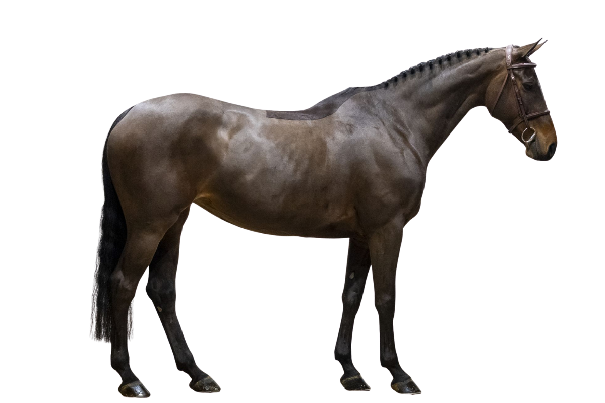 ZIRI HÄSTAK SWB — Showjumping · Mare · 9y