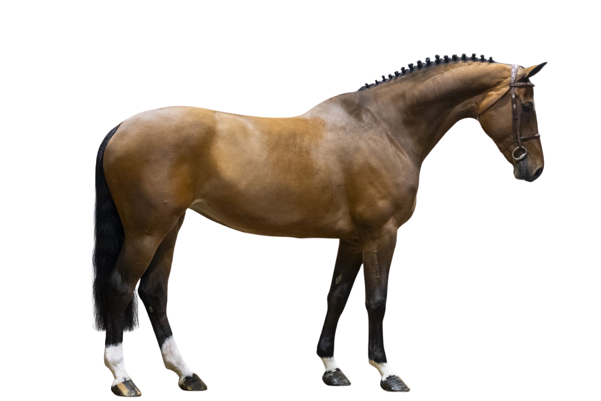 UDARENA WD Z — Showjumping · Mare · 8y