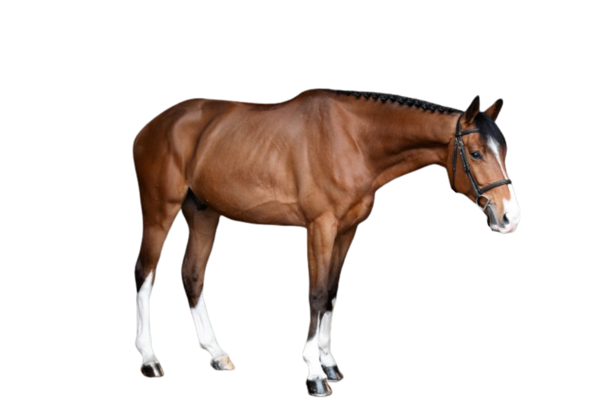 Up To Fight Prinseveld DS — Showjumping · Gelding · 6y