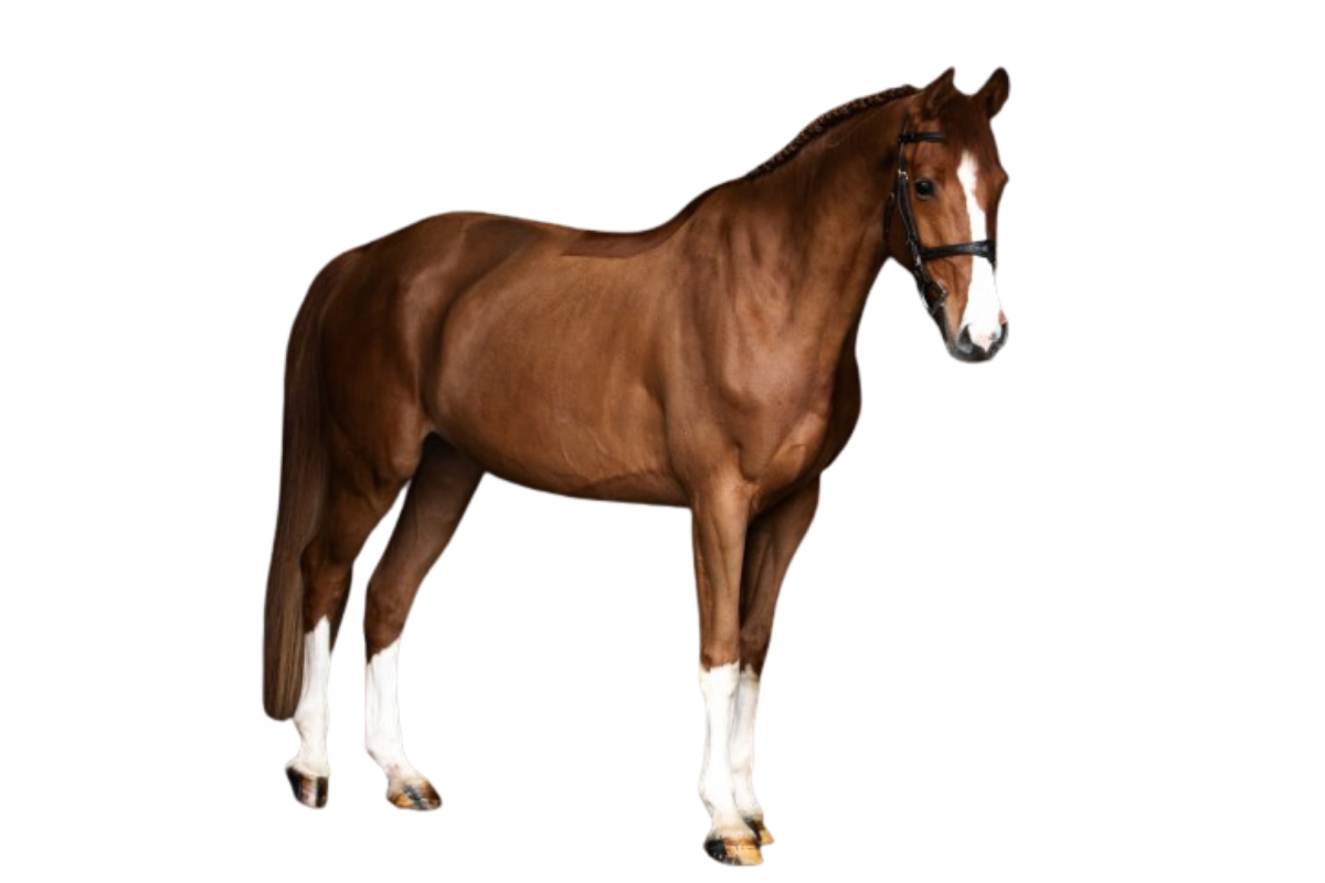 Danira DH — Showjumping · Mare · 6y