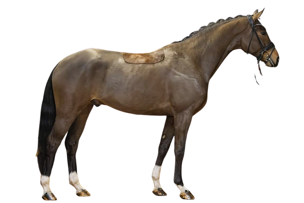 Floris — Dressage · Gelding · 5y