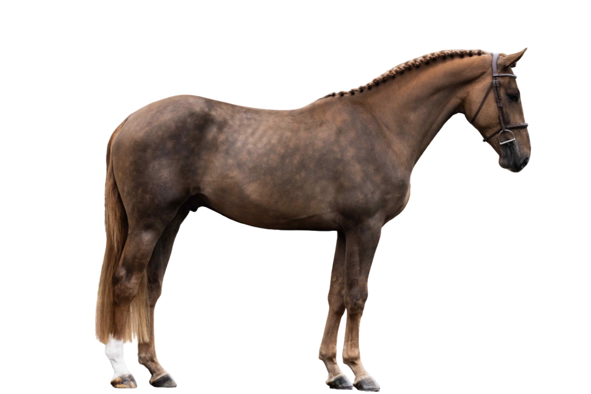 RUSSEL — Showjumping · Stallion · 3y
