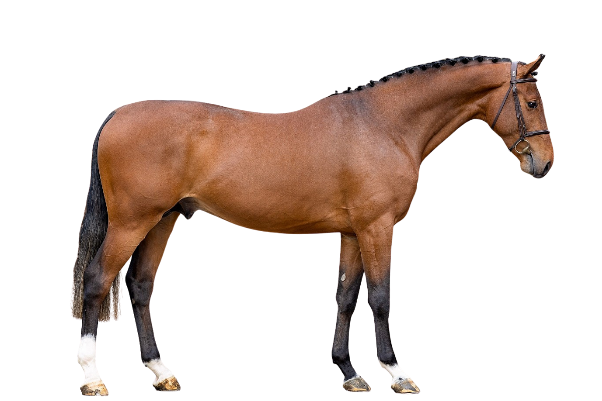 DOMINGO MK 10 — Showjumping · Stallion · 3y