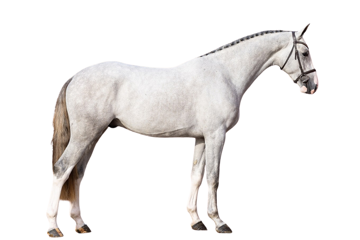 TALENT VAN ALTRIDO — Showjumping · Stallion · 3y