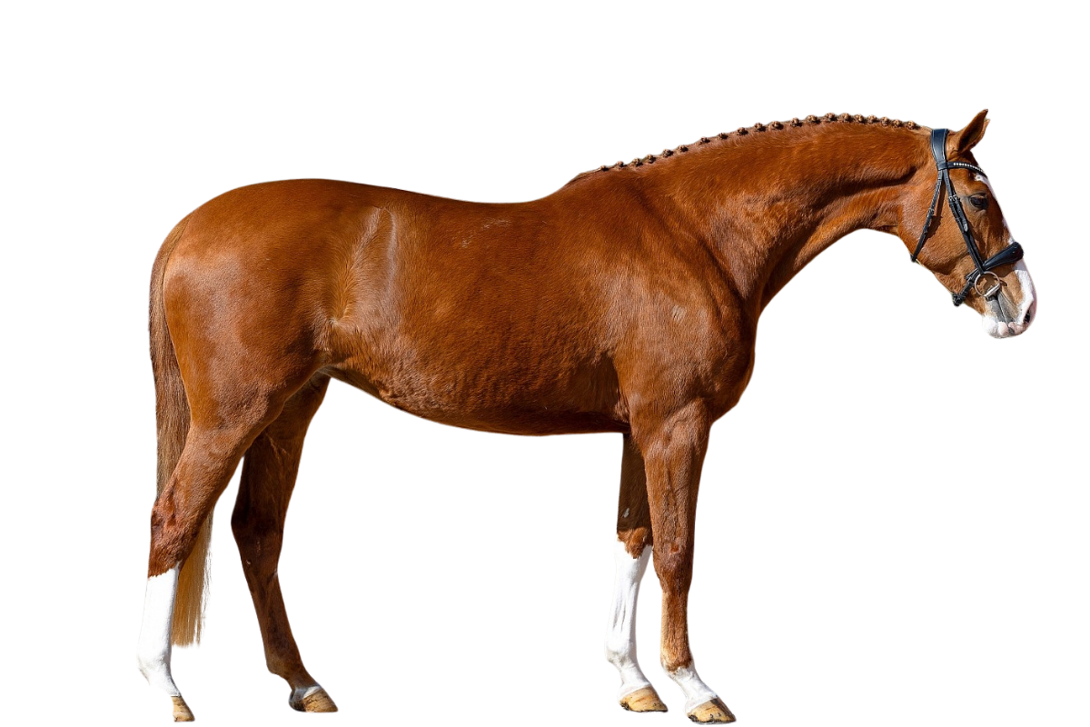SUNITA — Showjumping · Mare · 4y