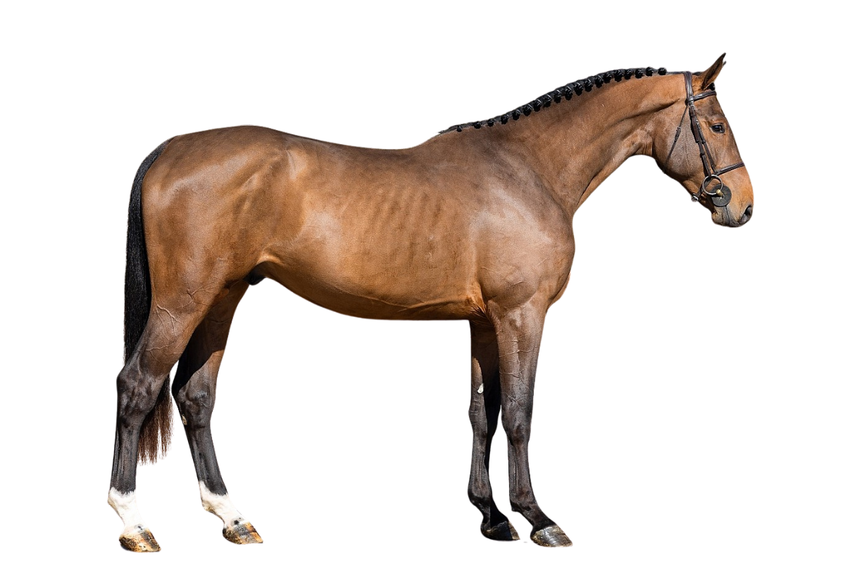 EVERY DAY PLEASURE WM Z — Showjumping · Stallion · 3y