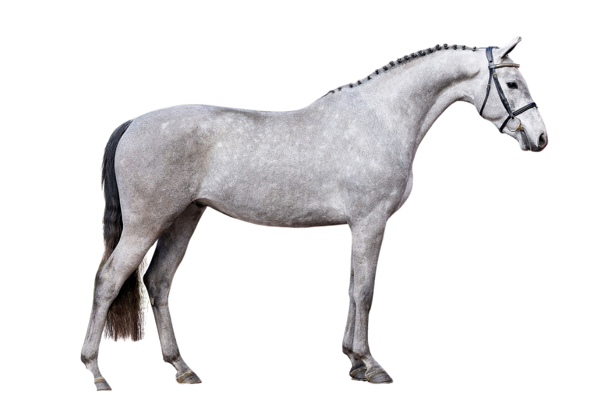 SALUT — Showjumping · Gelding · 4y