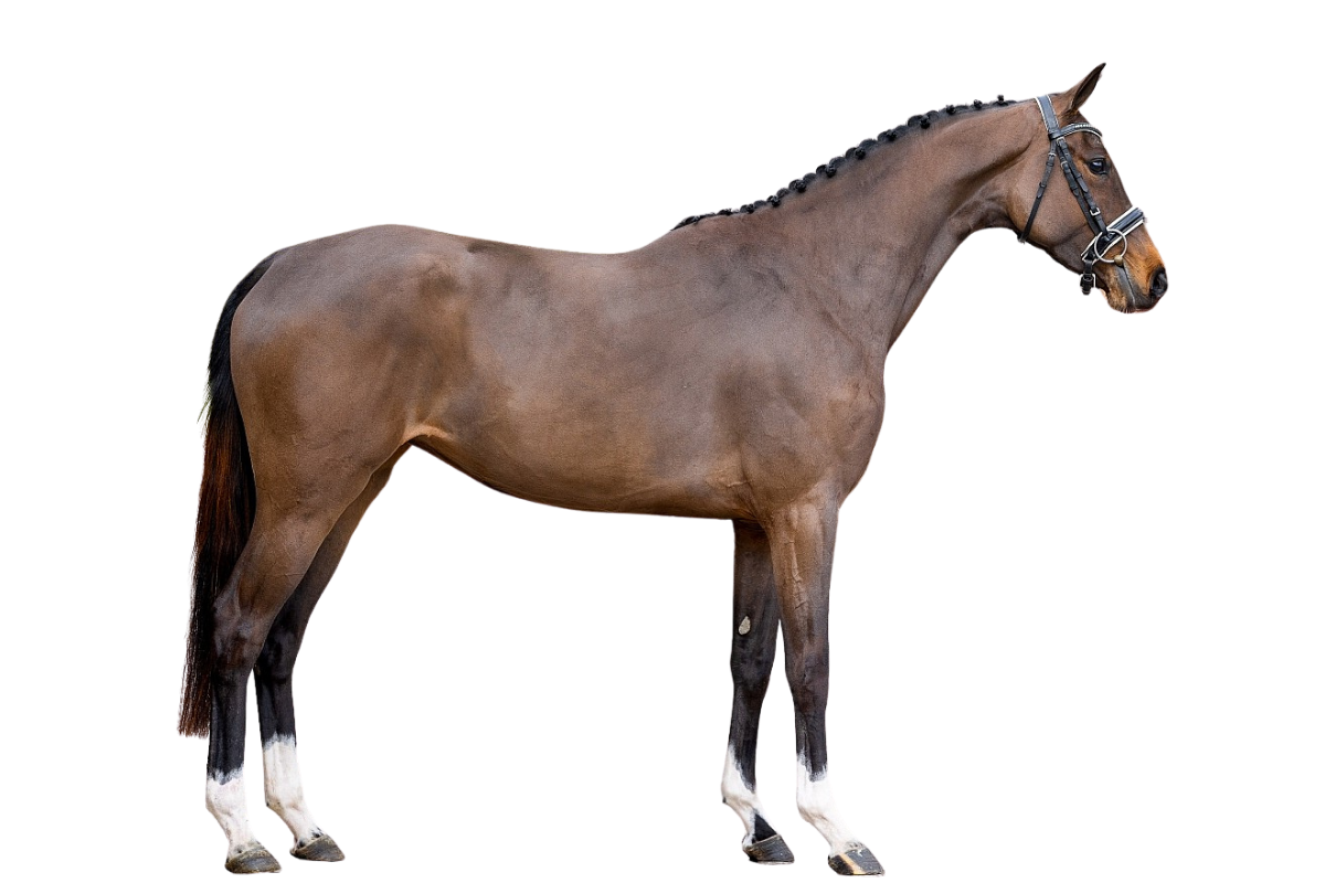 SEMMIE — Showjumping · Mare · 4y