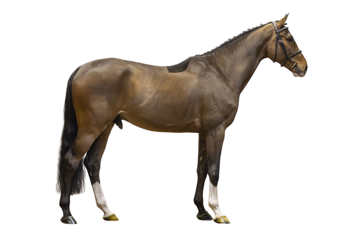 ROCKET DONALDSON — Showjumping · Gelding · 5y