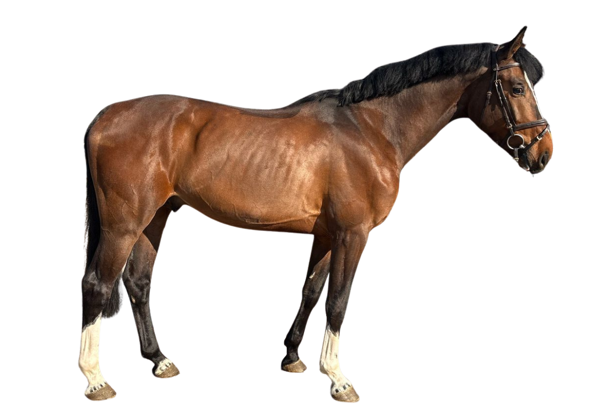 Carinado 69 — Gelding · 5y