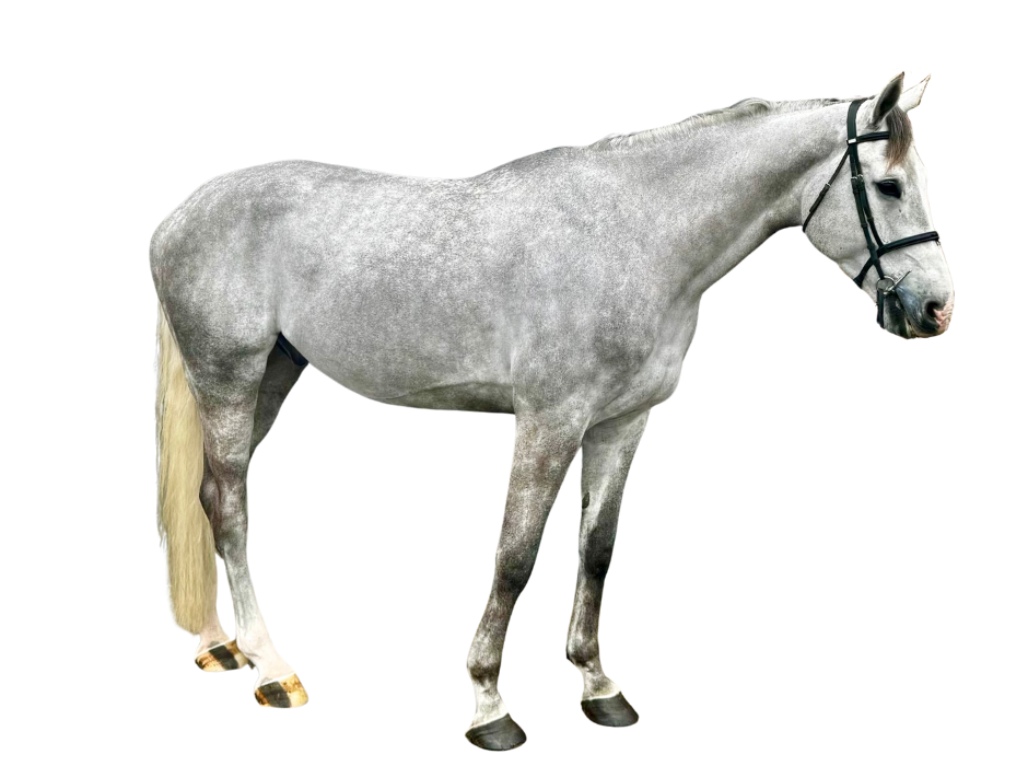 Celibatair Z — Gelding · 7y
