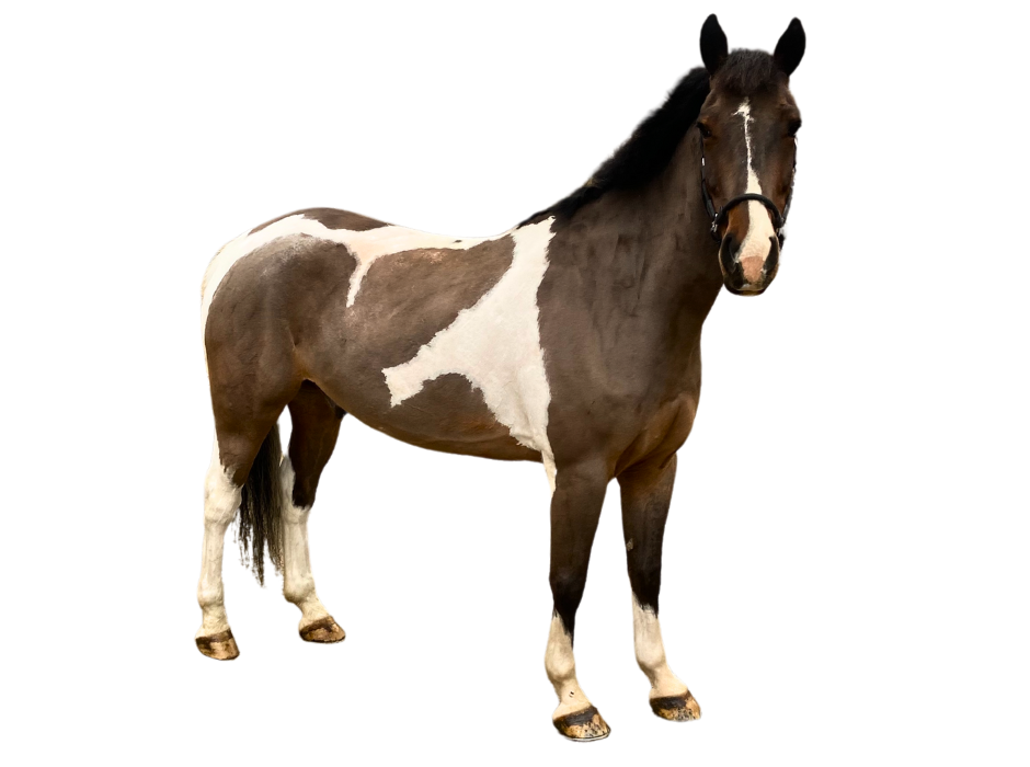 Spirit — Gelding · 11y