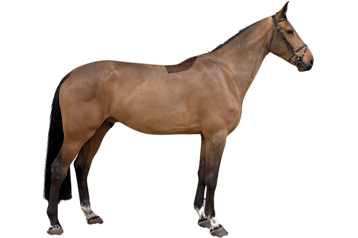 Untouchable vh Kempeneersbos — Gelding · 6y