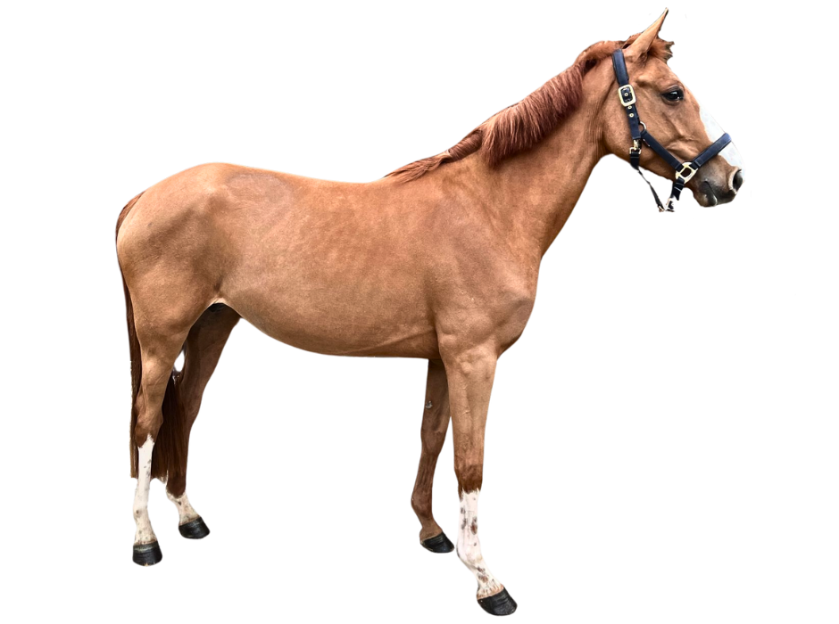 Winnie van 't Breezerhof Z — Mare · 5y