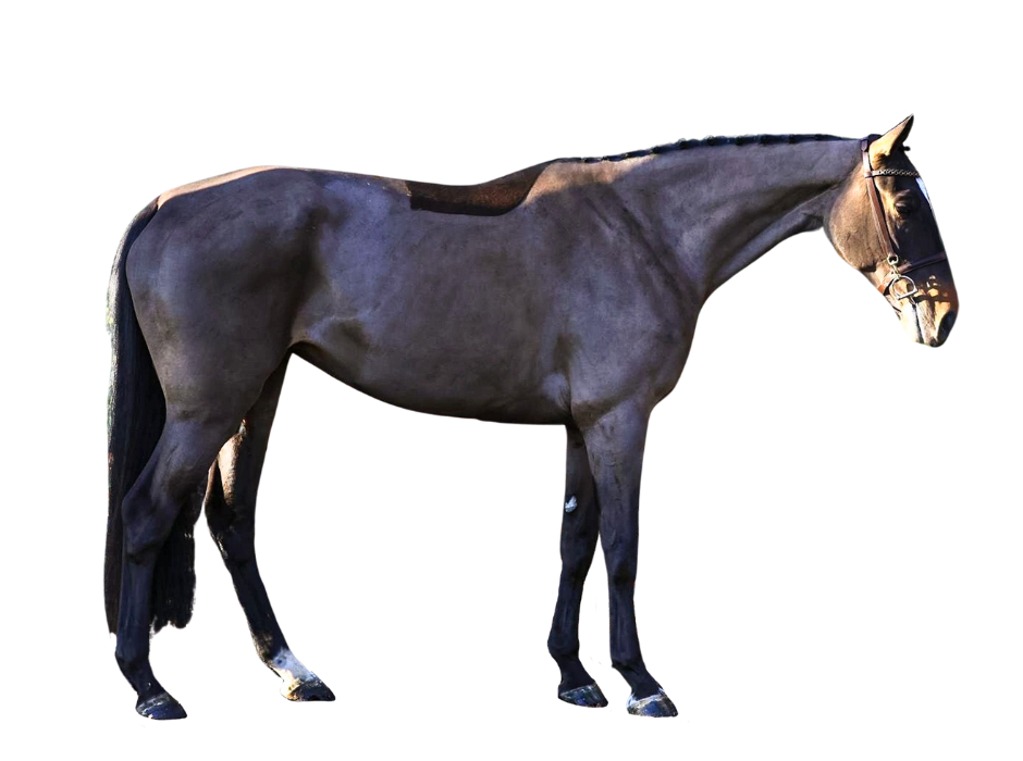 Illya Z — Zangersheide · Mare · 7y