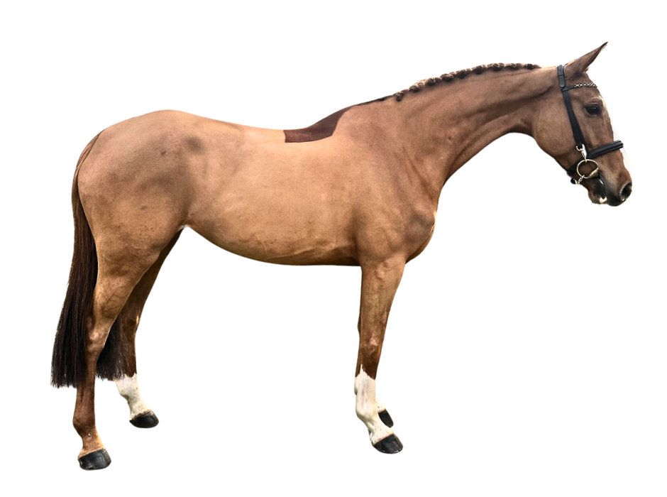 On Top VP — Mare · 7y