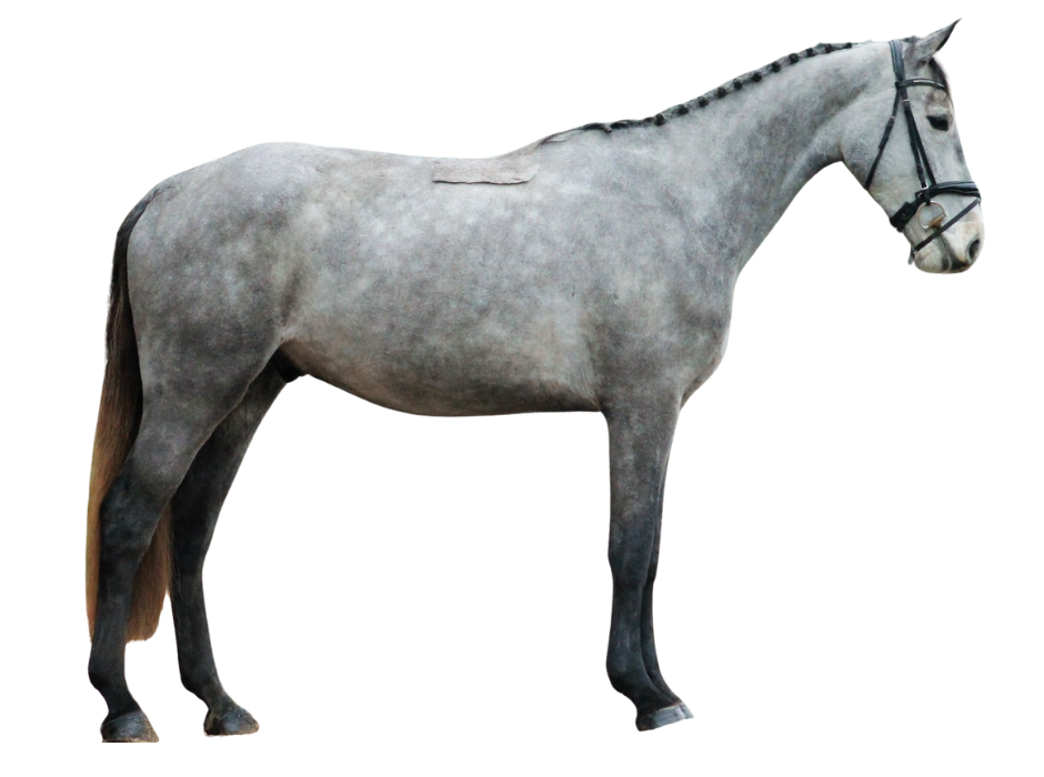 Wonder Of Brave Mtl — Gelding · 5y