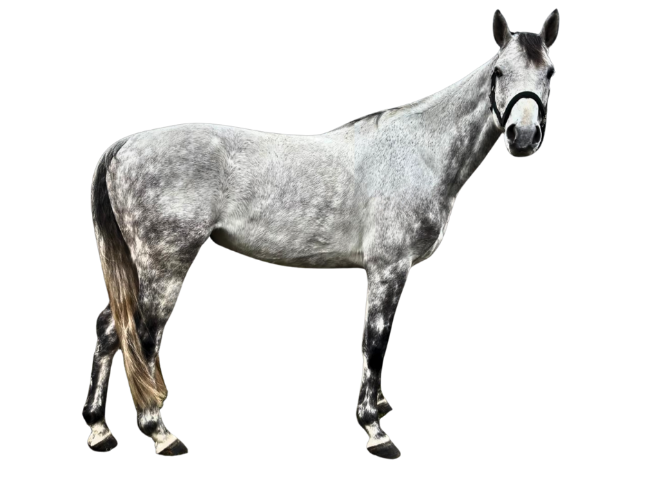 Aaron von Hary Z — Gelding · 8y
