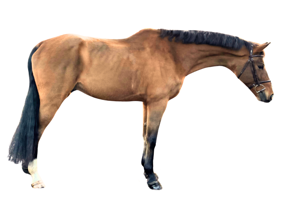 Flash NH — Gelding · 16y
