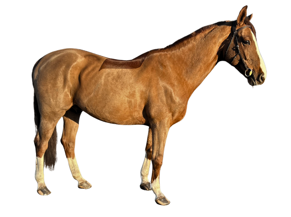 Papillon Von Weidenbaum — Stallion · 11y