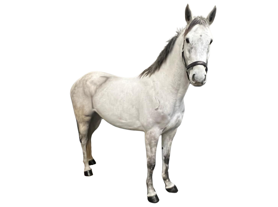 Carlito Van Den Doorn Z — Gelding · 7y