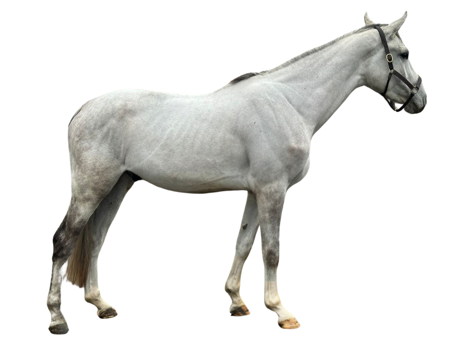 Diablo Gbs Z — Gelding · 5y