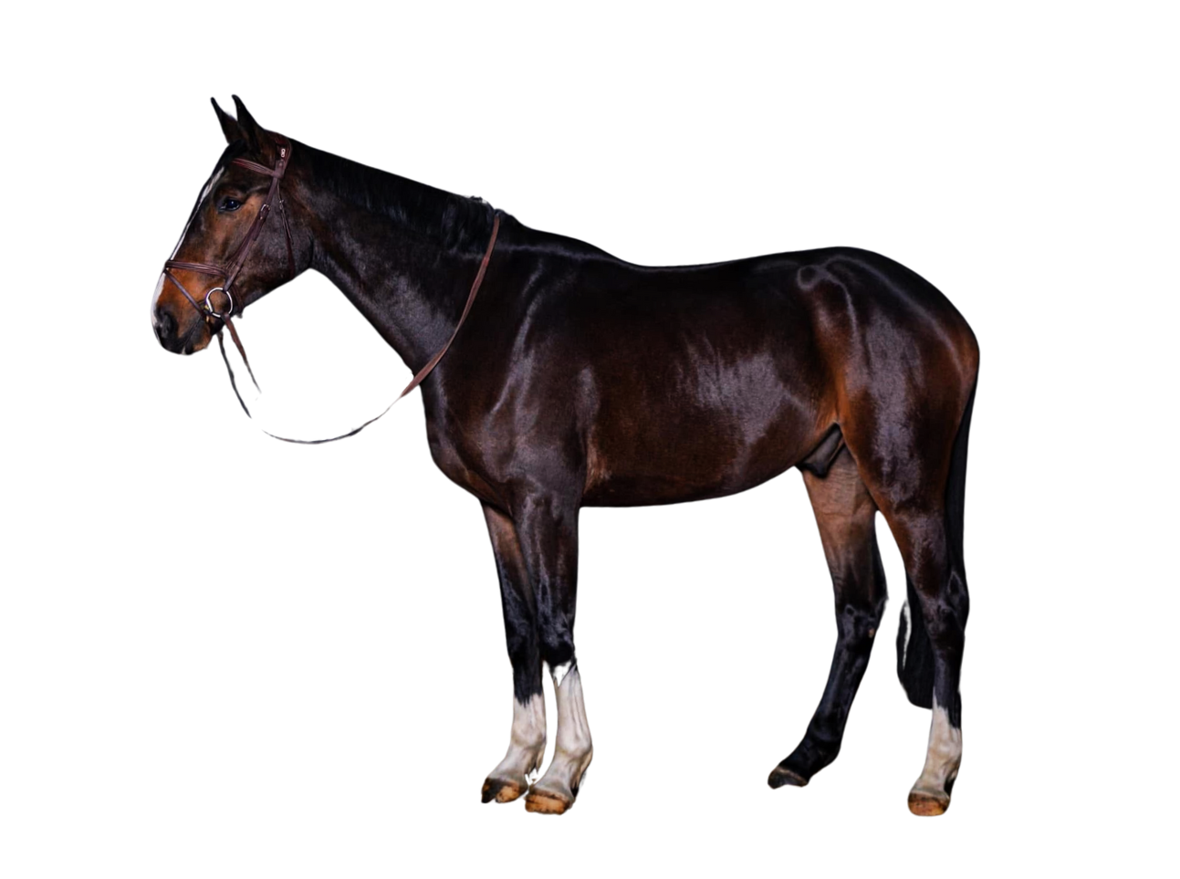 Ice Man Z — Gelding · 7y