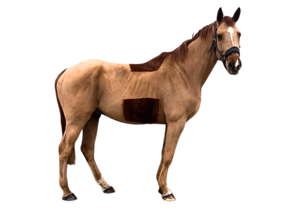 Darius RP Z — Gelding · 7y