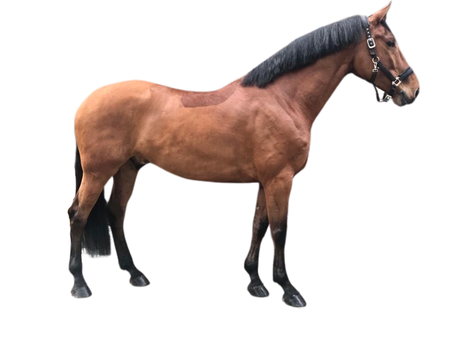 Let It Be Carlos — Gelding · 10y