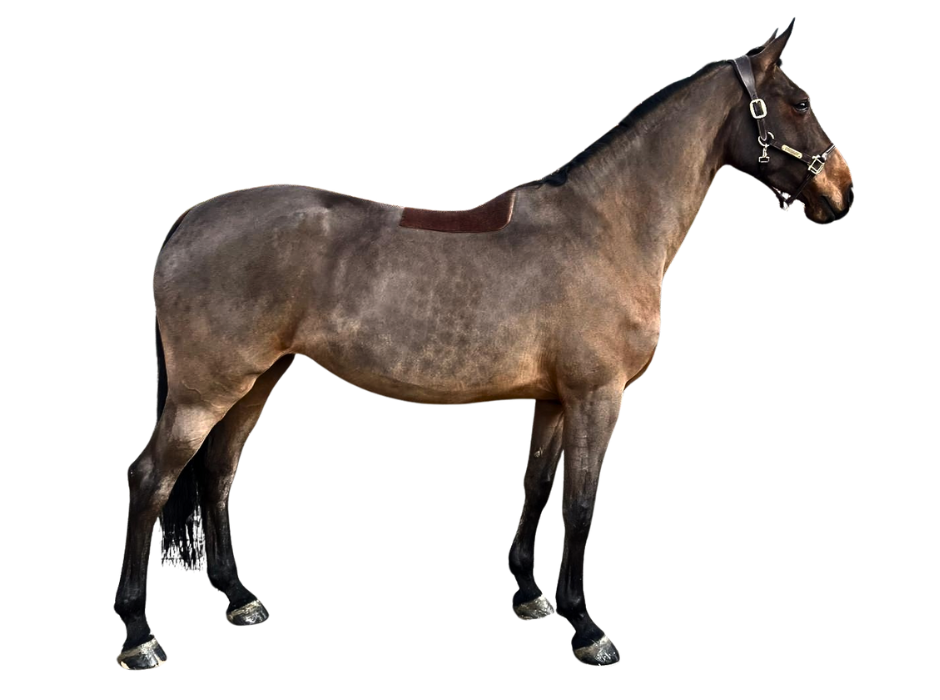 Queen B. van 't janshof — Mare · 10y