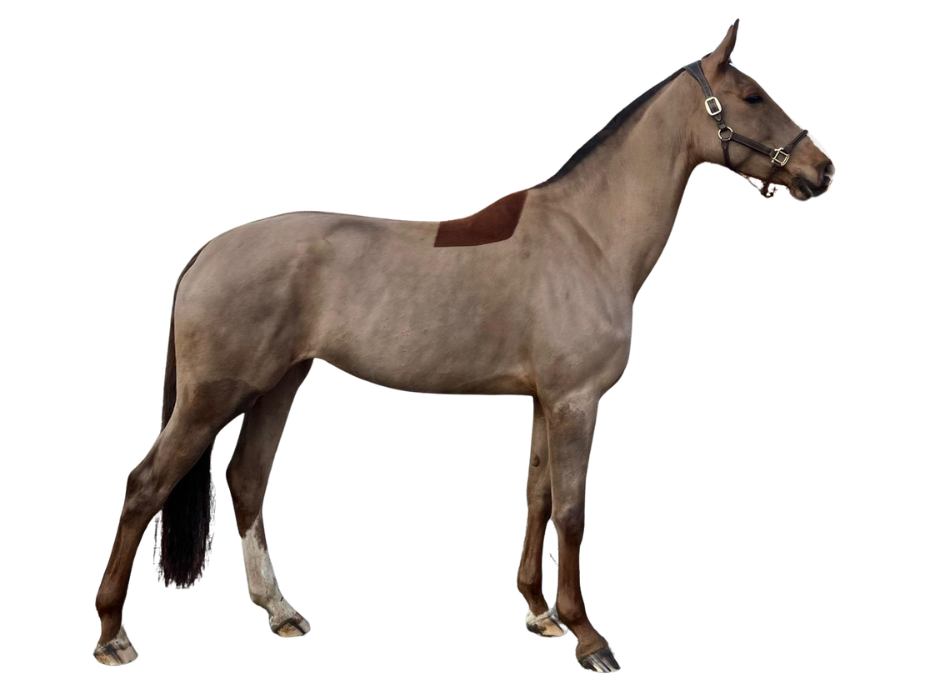 Tequila van 't Janshof — Mare · 7y