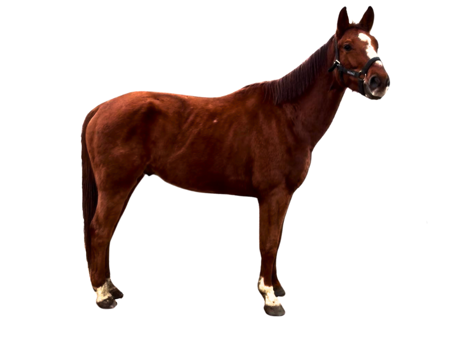 Davinci RP Z — Gelding · 7y