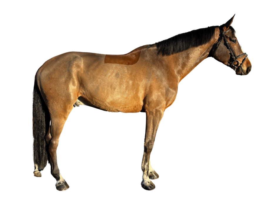 Nice Van Het Slogenhof Z — Gelding · 7y