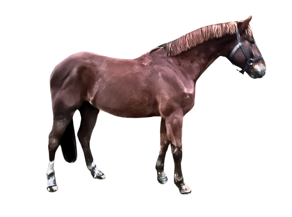 Best Mix Touch — Gelding · 7y