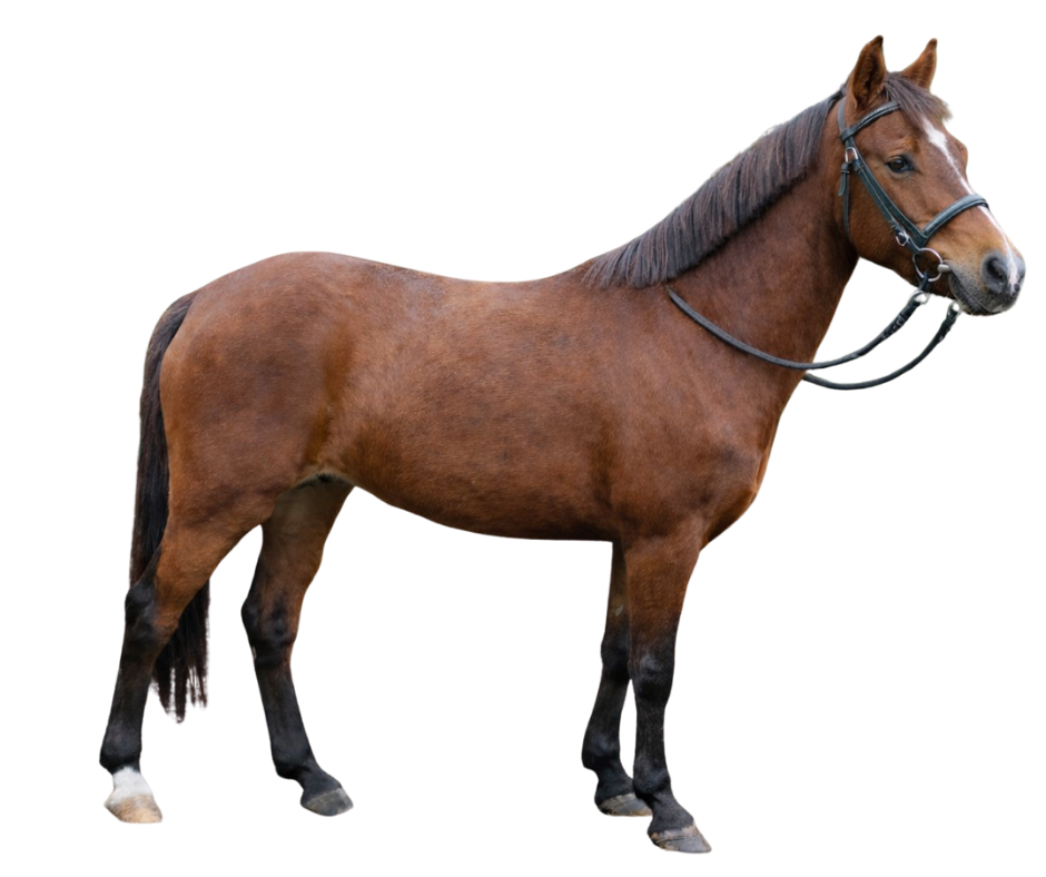 Rocky AP — Gelding · 8y
