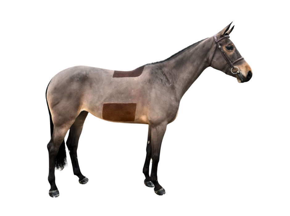 Katrin Wan — Mare · 8y