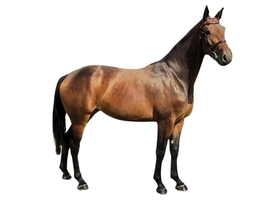 Lapino Z — Gelding · 6y