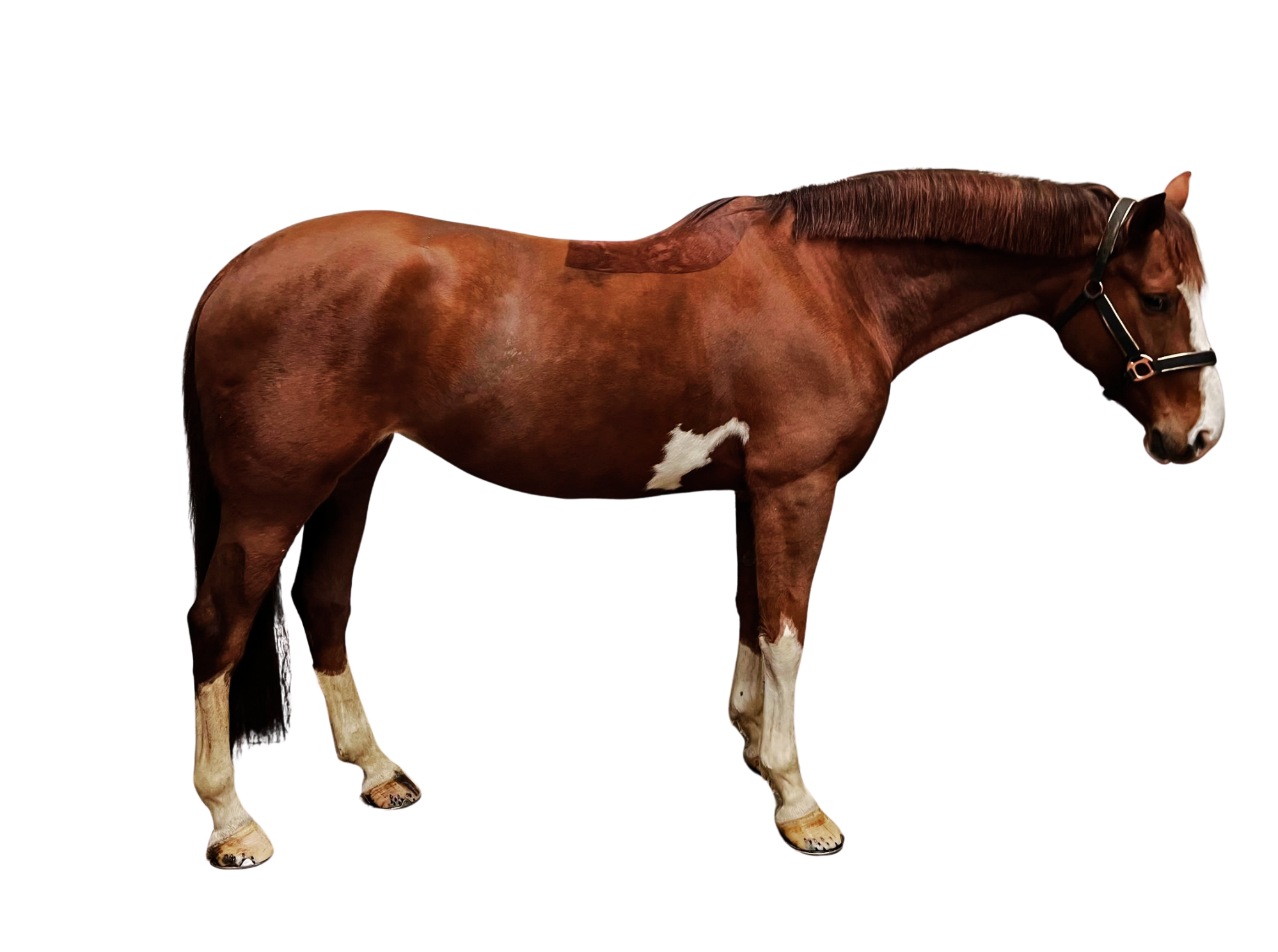Lente Van De Kapel — Mare · 9y