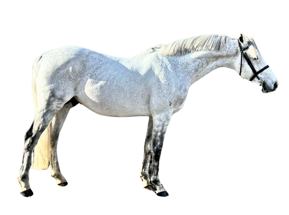 Q-star van Orshof — Stallion · 10y