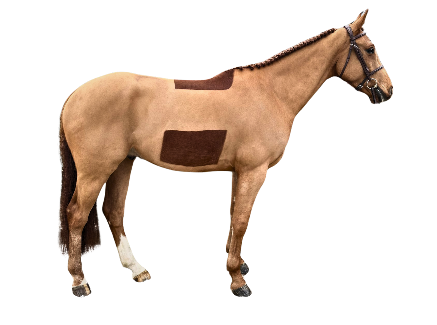 O'Neill — Gelding · 7y