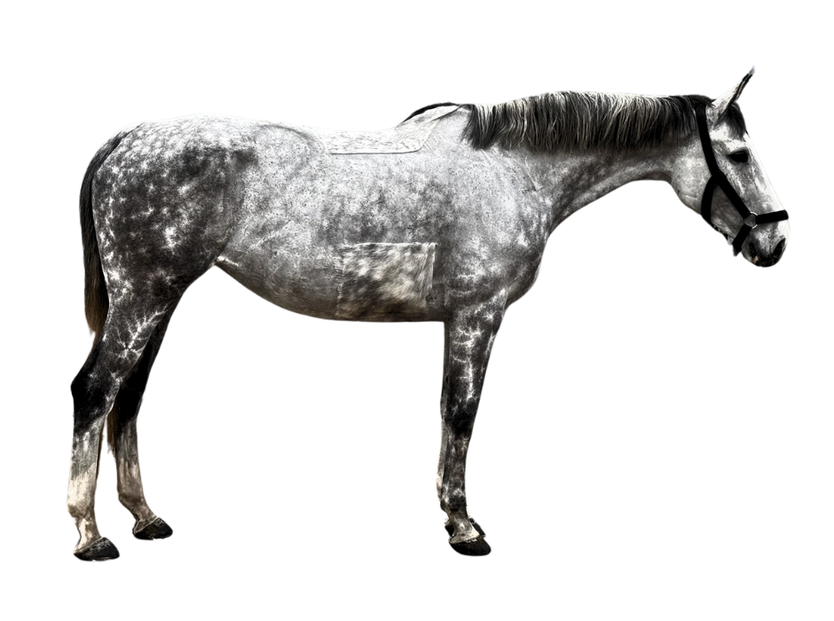Dit Ami De Bo Z — Mare · 9y