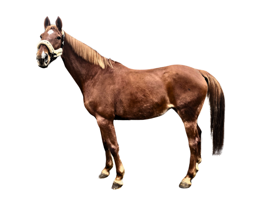 Zumba vh Waterschoot Z — Mare · 15y