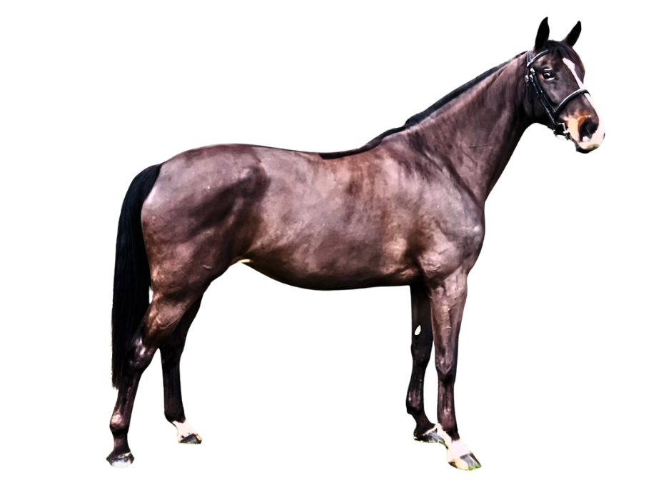 Qalista van Orshof — Mare · 10y